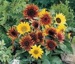 Johnny’s Sunflower Collection – Seed