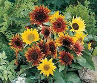 Johnny’s Sunflower Collection – Seed