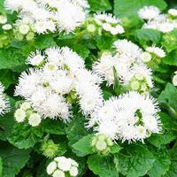 Ageratum- Ball White