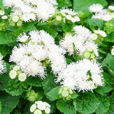 Ageratum- Ball White