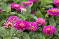 Zinnia- Purple Prince