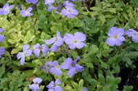 Aubretia Blue