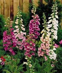 Camelot Mix – Digitalis Seed