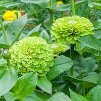 Zinnia- Benary's Giant Lime