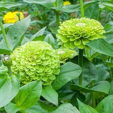 Zinnia- Benary's Giant Lime