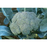 BC1611 – Sprouting Broccoli Seeds