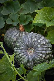 Pumpkin- Marina Di Chioggia