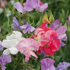 Mammoth Choice Mix – Sweet Pea Seed