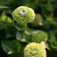 Benary’s Giant Lime – Zinnia Seed