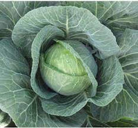 Cabbage Green Ball Vegetable Seeds