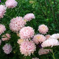 Soufflé Light Pink – China Aster Seed