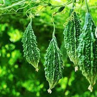 Bitter Gourd Chaman Vegetable Seeds