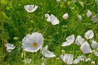 Cupcakes White – Cosmos Seed