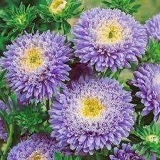 Aster- Benary's Princess Light Blue