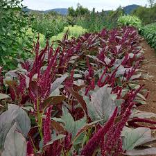 Amaranth- Oeschberg