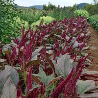 Amaranth- Oeschberg