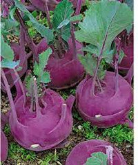 Knol Khol Red Vegetable Seeds