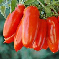 Tomato San Marzano  Vegetable Seeds