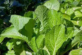 Mustard, Sarso Saag Leaves Vegetable Seeds