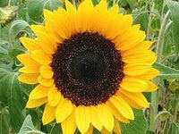 Sunbright Supreme – Sunflower Seed