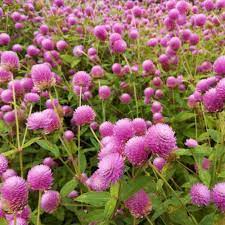 Bicolor Rose – Gomphrena Seed