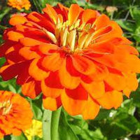 Benary’s Giant Orange – Zinnia Seed