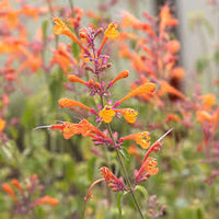 Agastache- Apricot Sprite