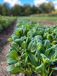 Tatsoi Spinach Mustard Green Vegetable Seeds