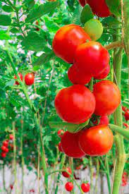 Tomato Hybrid Vegetable Seeds