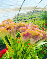 Crystal Beauty – Celosia Seed