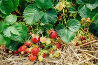 AC Valley Sunset – Strawberry Plants Seed