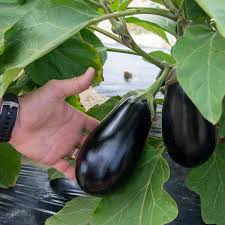 Thanos – Eggplant Seed