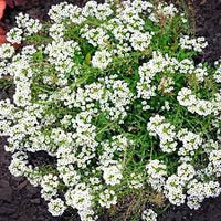 Alyssum- Snow Cloth