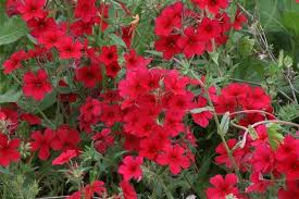 Scarlet – Phlox Seed