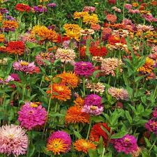 Zinnia- Burpeeana Mix