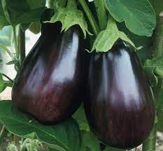 Brinjal Sona Babu Vegetable Seeds