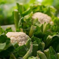 Cauliflower Super Snowball Vegetable Seeds