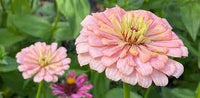 Zinnia- Exquisite Light Rose