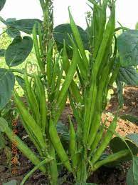 Guar Pusa Nova Vegetable Seeds