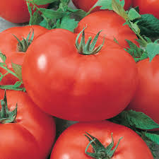 Tomato- Australian Red