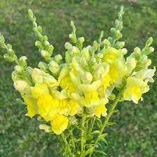 Potomac Yellow Snapdragon Seed