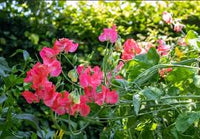 Elegance Watermelon – Sweet Pea Seed