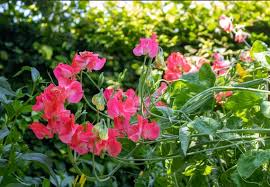 Elegance Watermelon – Sweet Pea Seed