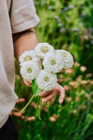 Zinnia- Oklahoma White