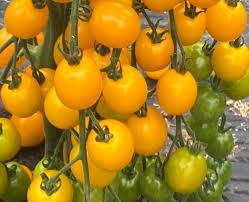 TY Yellow Mimi – Tomato Seed