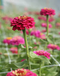 Zinnia- Oklahoma Carmine