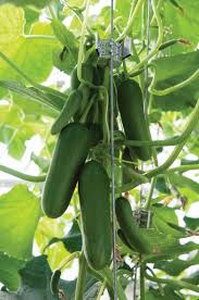 Unistars – Cucumber Seed