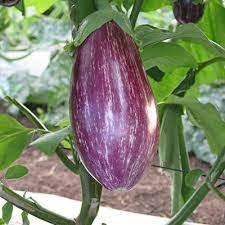 Angela – Eggplant Seed