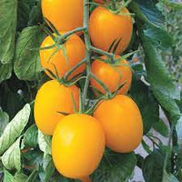 Tomato Golden Currant Vegetable Seeds