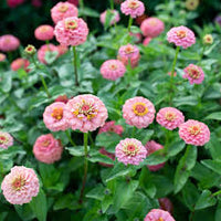 Zinnia- Oklahoma Pink